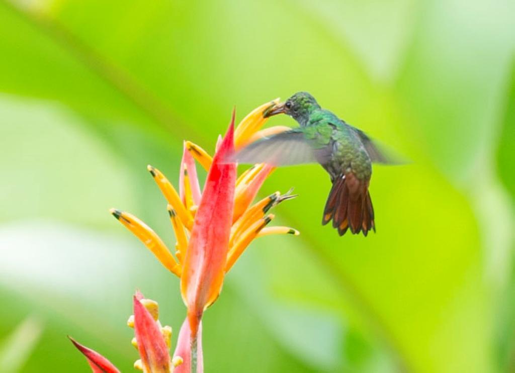 Hotel Catarata Rio Celeste Bijagua Eksteriør bilde
