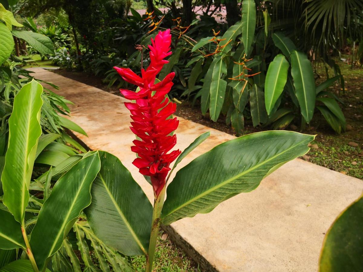 Hotel Catarata Rio Celeste Bijagua Eksteriør bilde